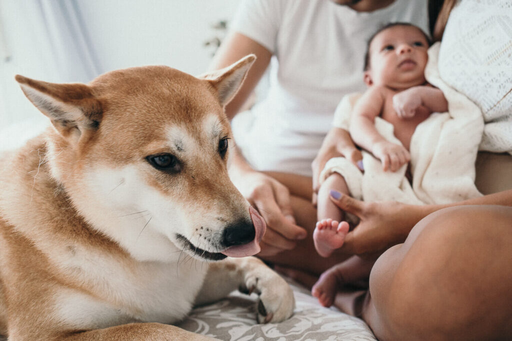 Sesiones De Fotos Newborn Con Mascotas
