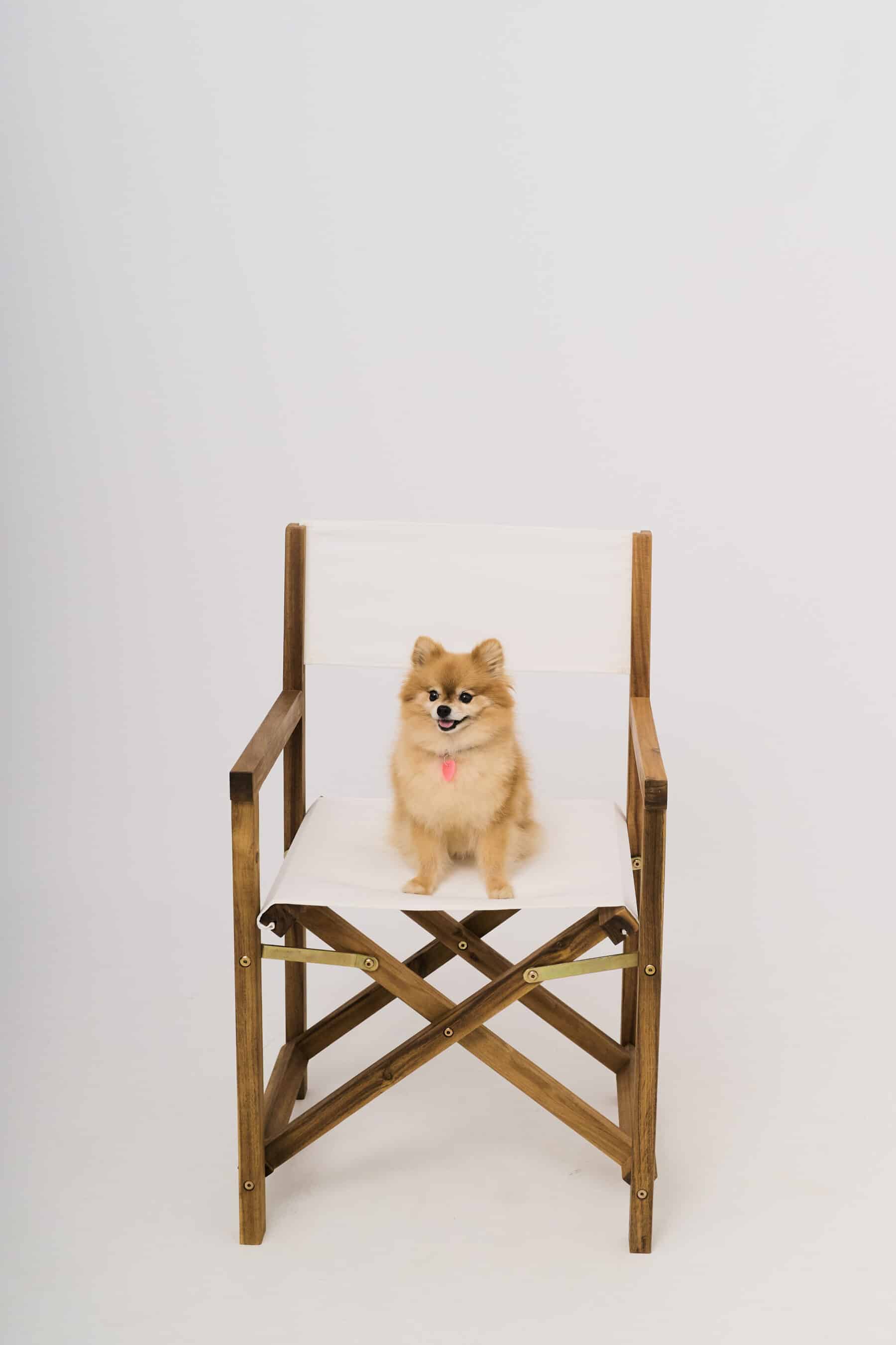 dog photography in Barcelona