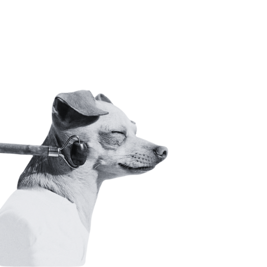 dog with christmas hat headphones fun idea