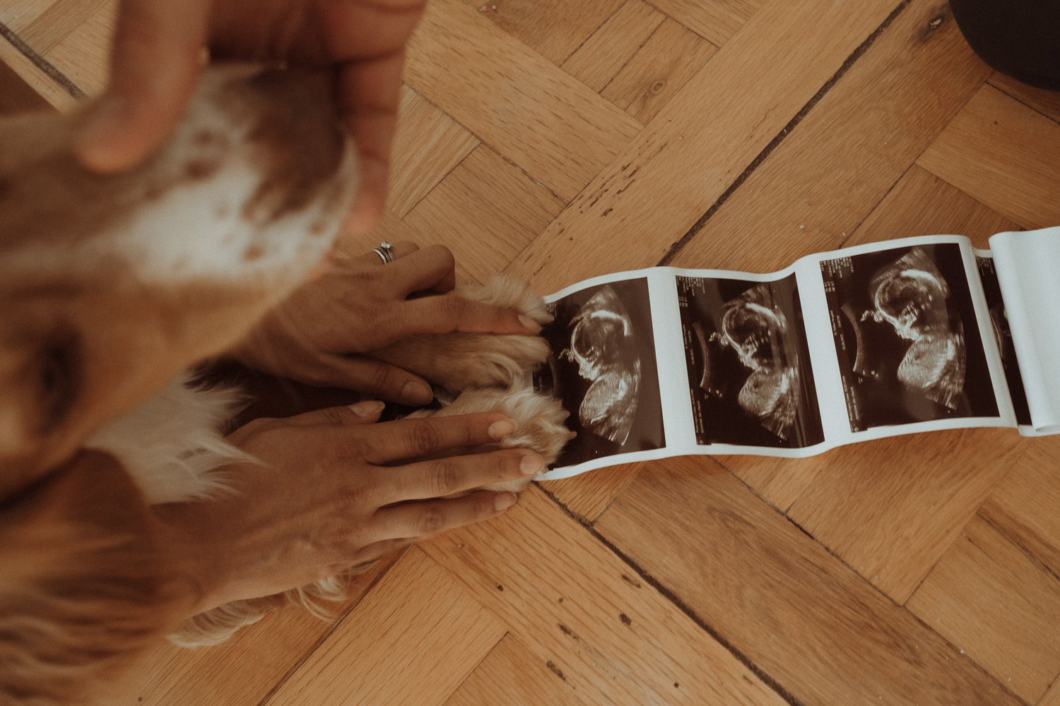 ecografia perro sesion embarazada que llevar fotos premama